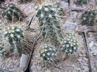 Ec.mombergerianus
