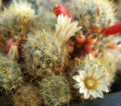 Mammillaria_prolifera_800.jpg
