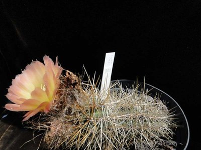Austrocactus coxii HPT900 2011 Juli10.jpg