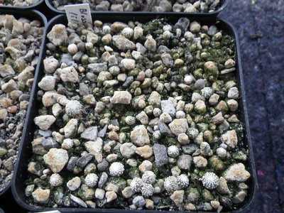 Blossfeldia_Aussaat (9).JPG