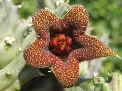 Huerniopsis decipiens