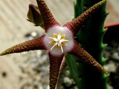 Größenänderung Stapelia flavopurpurea bei Aus3.jpg