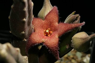 Größenänderung Stapelia rufa (2007,024) 001.JPG