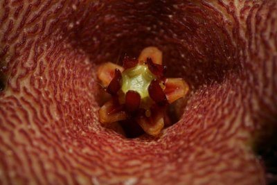 Größenänderung Stapelia rufa (2007,024) 005.JPG