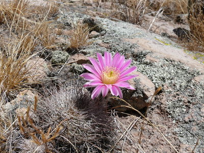 046 P1010099 Ecer. adustus ssp. roemerianus.jpg