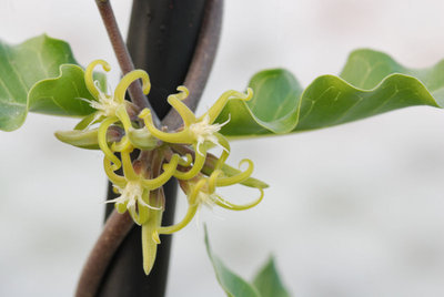 Fockea edulis Blüte.jpg