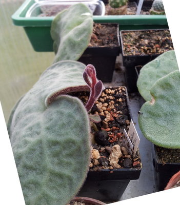 20120226_142849.jpg (276.17 KiB) 34960 mal betrachtet anfänglicher Blütenstand