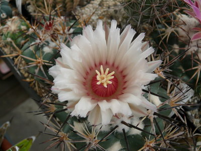 051 P1070249 Coryphantha poselgeriana, Yoliatl, SLP.jpg