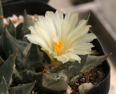 Ariocarpus trigonus