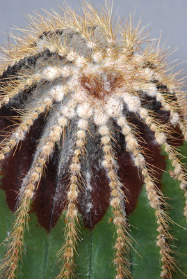 Notocactus leninghausii 02.jpg