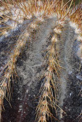 Notocactus leninghausii 01.jpg