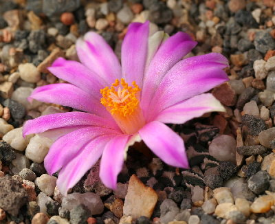 Ariocarpus kotschoubeyanus