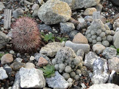 Hochbeet EC dasyacanthus ssp. rectispinus 2012 März06.jpg