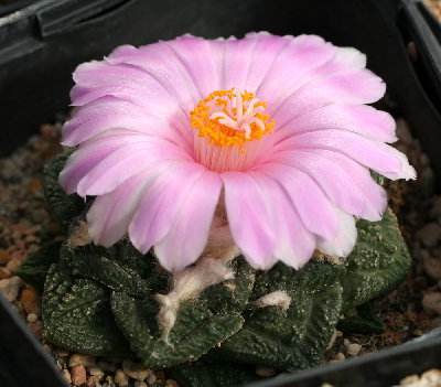 Ariocarpus fissuratus