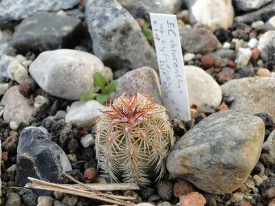 Hochbeet EC chloranthus ssp. cylindricus DJF 1330 2012 März06.jpg