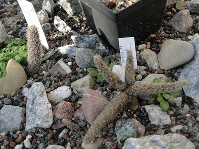 Hochbeet Pterocactus 2012 März06.jpg