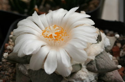 Ariocarpus retusus