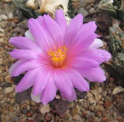 Ariocarpus bravoanus subsp. hintonii