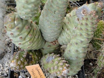 Krankheit Tephrocactus articulatus 2012 März06-1.jpg