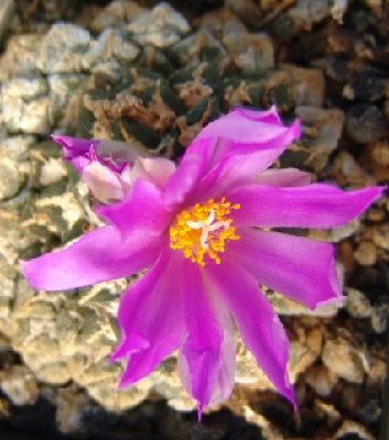 Ariocarpus_kotschoubeyanus.jpg