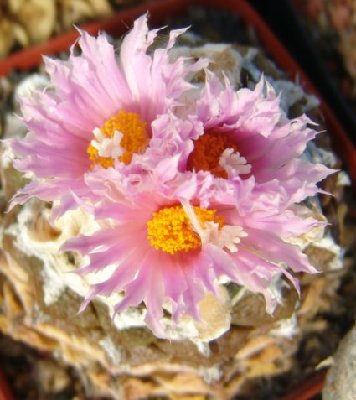 Ariocarpus_lloydii.jpg