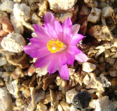 Ariocarpus_scaphirostris.jpg