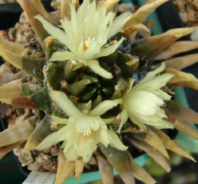 Ariocarpus_trigonus.jpg