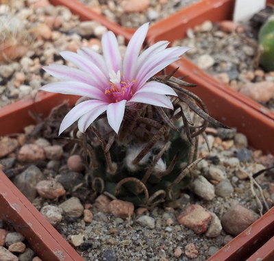 20120318_104856.jpg (186.18 KiB) 12672 mal betrachtet Turbinicarpus schmiedickeanus La Perdida