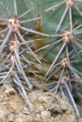 eingefallener Kaktus - dritter Teil.JPG