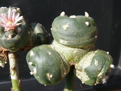 067 P1080547 Lophophora alberto-vojtechii gepfropfte Sämlinge.JPG