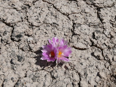 081 P1020221 Ariocarpus kotschoubeyanus.JPG