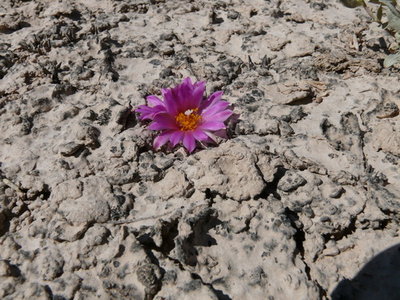 080 P1020219 Ariocarpus kotschoubeyanus, mindestens 6 Pflanzen.JPG