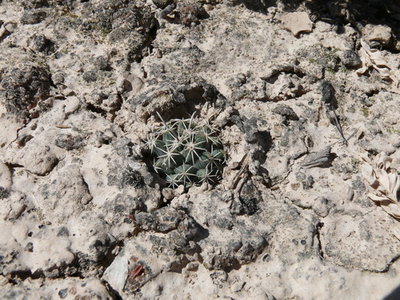 076 P1020218 Coryphantha hintoniorum ssp. hintoniorum.JPG