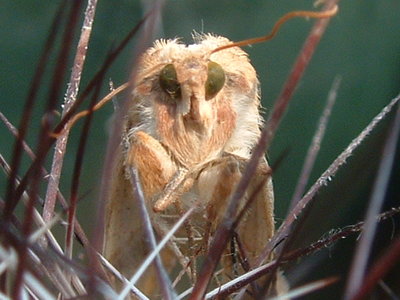 Moth5.JPG