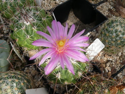 095 P1080588 Thelocactus conothelos.JPG