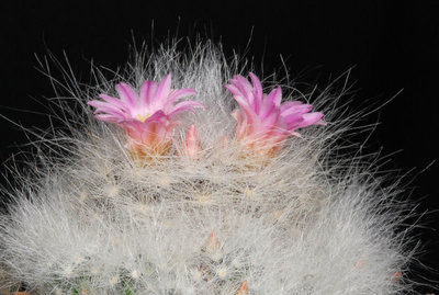 Mammillaria spec. 01.jpg