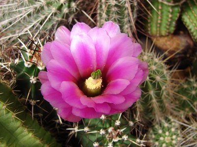 Ec.hempelii (kuenzleri)