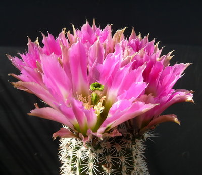 132 P1080655 Echinocereus pectinatus ssp. wenigeri, Texas.JPG