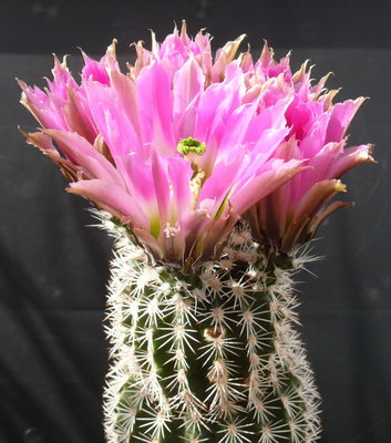 131 P1080651 Echinocereus pectinatus ssp. wenigeri, Texas.JPG