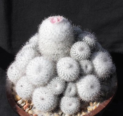 Epithelantha micromeris var unguispina_3399.jpg