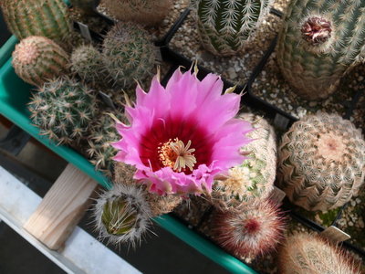 140 P1080668 Echinocereus fitchii, Starr Co. Texas.JPG