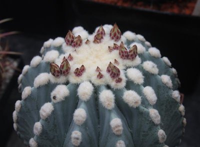 Feroc_glaucescens_var_inermis_120415_1762-a.jpg
