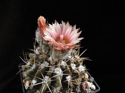 Eriosyce crispa v. huascensis (Np. huascensis) 2011 Juno15-1.jpg