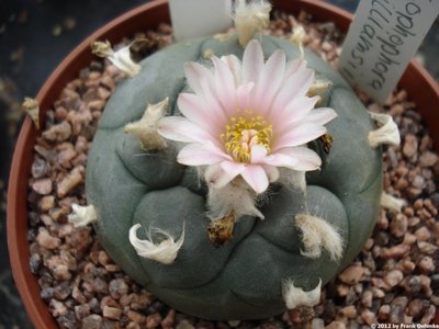 Lophophora williamsii