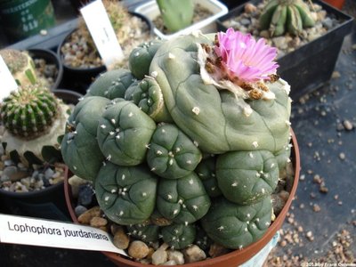 Lophophora jourdaniana