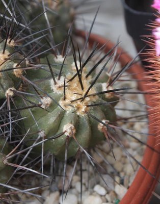 Copiapoa dealbata_2161-a.jpg (78.31 KiB) 8497 mal betrachtet vor vielen Jahren als "Ableger" einer C. carrizalensis bekommen