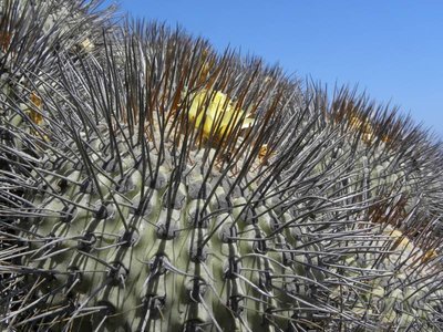 DSCN9611.JPG (124.92 KiB) 8451 mal betrachtet Copiapoa dealbata var.carrizalensis