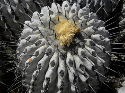 DSCN8719.JPG (95.58 KiB) 8451 mal betrachtet Copiapoa dealbata - Detail