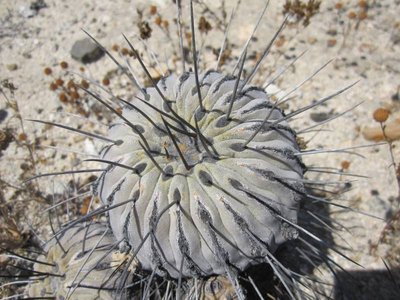 IMG_2498.JPG (91.59 KiB) 8451 mal betrachtet Copiapoa dealbata - Jungpflanze