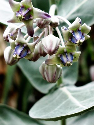 1 Calotropis gigantea_600.jpg